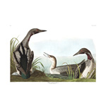 Plate 346 Black Throated Diver