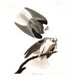 Plate 352 Black winged Hawk