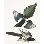 Plate 357 American Magpie