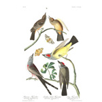 Plate 359 Arkansaw Flycatcher