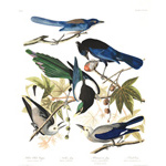 Plate 362 Yellow billed Magpie