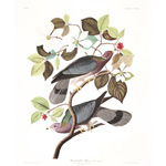 Plate 367 Band tailed Pigeon