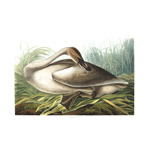 Plate 376 Trumpeter Swan