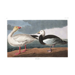 Plate 381 Snow Goose