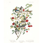 Plate 395 Audubon Warbler