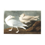 Plate 396 Burgomaster Gull