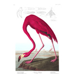 Plate 431 American Flamingo