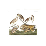 Plate 432 Burrowing Owl