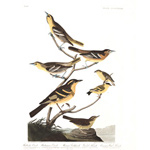 Plate 433 Bullock's Oriole