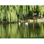 Public Garden Pond Boston MA