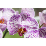 Purple Orchid