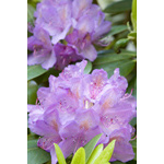 Purple rhododendron