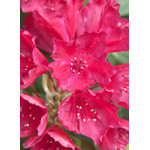 Red Rhododendron