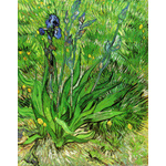 The Iris by Vincent van Gogh