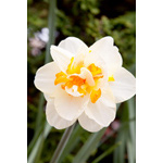 White Daffodil