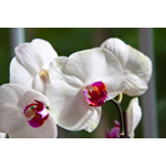 White Orchid