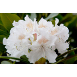 White Rhododendron