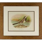 framed artwork White Wigtail bird