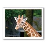 Photo Greeting Card Of A Giraffe by Kurt Neumann