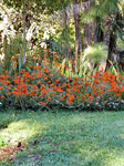 Orange flowers photo