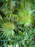 Palm fronds photo