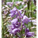 pink bell flower