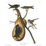 plate 22 purple martin