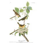 plate 23 yellow breasted warbler