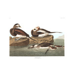 plate 312 long tailed duck