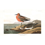 plate 315 red breasted sandpipe