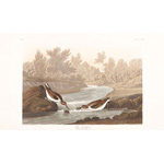 plate 320 little sandpiper