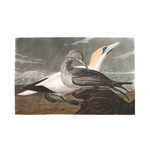 plate 326 gannet