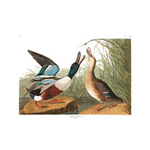 plate 327 shoveller duck