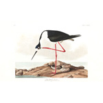 plate 328 long legged avocet