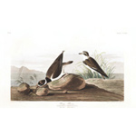 plate 330 ring plover