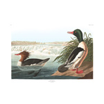 plate 331 goosander