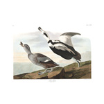 plate 332 pied duck working