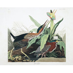 plate 333 green heron fm mill grove