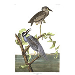 plate 336 yellow crowned heron