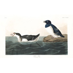 plate 339 little auk