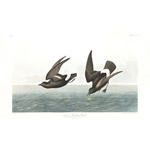 plate 340 least stormy petrel