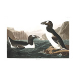 plate 341 great auk