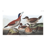 plate 343 ruddy duck