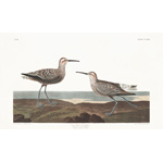 plate 344 long legged sandpiper