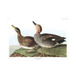 plate 348 galdwell duck