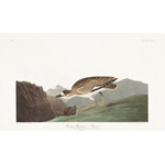 plate 350 rocky mountain plover