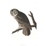 plate 351 great cinereous owl