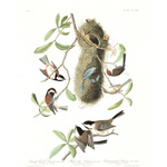 plate 353 black capt titmouse