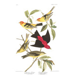 plate 354 louisiana tanager