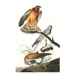 plate 356 marsh hawk